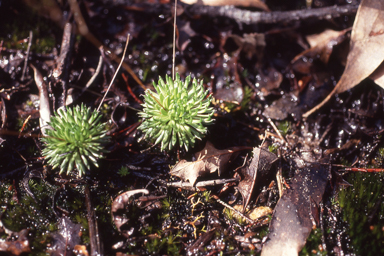 APII jpeg image of Stylidium soboliferum  © contact APII