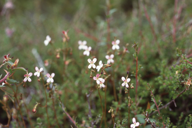 APII jpeg image of Stylidium soboliferum  © contact APII