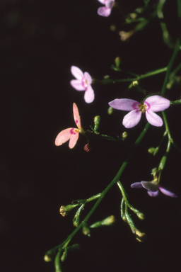 APII jpeg image of Stylidium laricifolium  © contact APII