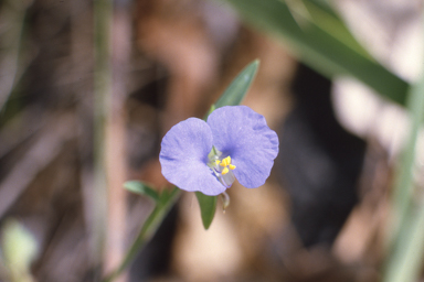 APII jpeg image of Commelina ensifolia  © contact APII