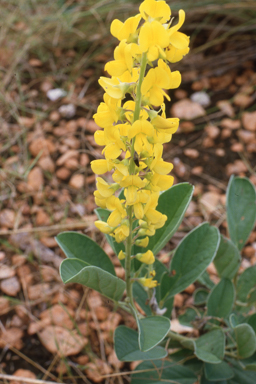 APII jpeg image of Crotalaria novae-hollandiae subsp. lasiophylla  © contact APII