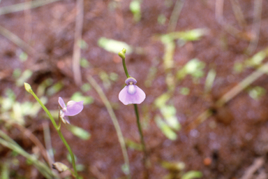 APII jpeg image of Utricularia uliginosa  © contact APII