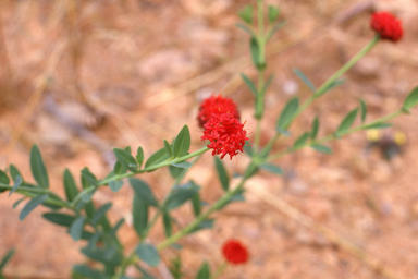 APII jpeg image of Pimelea punicea  © contact APII