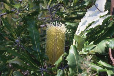 APII jpeg image of Banksia dentata  © contact APII