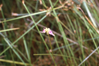 APII jpeg image of Utricularia caerulea  © contact APII