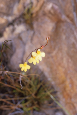 APII jpeg image of Utricularia chrysantha  © contact APII