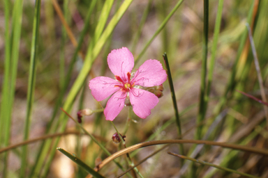 APII jpeg image of Drosera fragrans  © contact APII