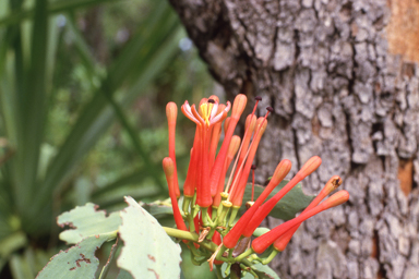 APII jpeg image of Amyema sanguinea var. pulchra,<br/>Melaleuca radula  © contact APII