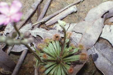 APII jpeg image of Drosera dilatatopetiolaris,<br/>Melaleuca scabra  © contact APII