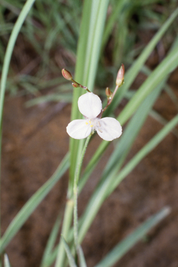 APII jpeg image of Androcalva pulchella,<br/>Murdannia graminea  © contact APII