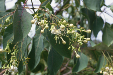 APII jpeg image of Clerodendrum floribundum,<br/>Verticordia pennigera  © contact APII