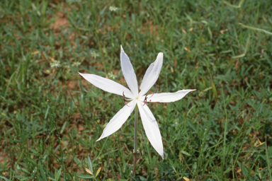 APII jpeg image of Crinum uniflorum,<br/>Eremaea beaufortioides  © contact APII