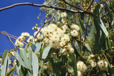 APII jpeg image of Corymbia ferruginea,<br/>Chamelaucium uncinatum  © contact APII