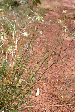 APII jpeg image of Stylidium bulbiferum,<br/>Ptilotus fusiformis  © contact APII