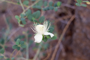 APII jpeg image of Capparis spinosa var. nummularia,<br/>Banksia hookeriana  © contact APII