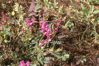 APII jpeg image of Stirlingia latifolia,<br/>Swainsona microphylla  © contact APII