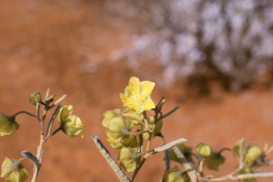 APII jpeg image of Sida calyxhymenia,<br/>Banksia sclerophylla  © contact APII