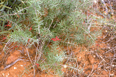 APII jpeg image of Grevillea phillipsiana,<br/>Drosera porrecta  © contact APII