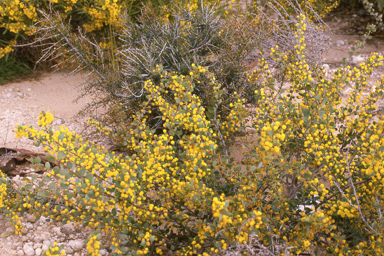 APII jpeg image of Acacia merrallii,<br/>Petrophile linearis  © contact APII