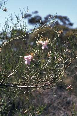 APII jpeg image of Eremophila granitica,<br/>Caladenia flava subsp. flava  © contact APII