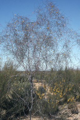 APII jpeg image of Acacia anfractuosa  © contact APII