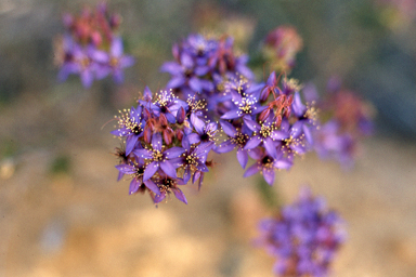 APII jpeg image of Calytrix sapphirina,<br/>Acacia urophylla  © contact APII