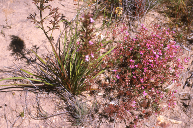 APII jpeg image of Stylidium bulbiferum,<br/>Ptilotus fusiformis  © contact APII