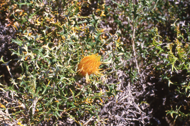 APII jpeg image of Dentella minutissima,<br/>Banksia hewardiana  © contact APII