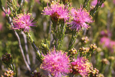 APII jpeg image of Hakea lorea subsp. lorea,<br/>Melaleuca psammophila  © contact APII