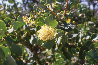 APII jpeg image of Hakea prostrata,<br/>Swainsona campestris  © contact APII