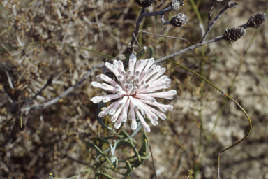 APII jpeg image of Acacia merrallii,<br/>Petrophile linearis  © contact APII