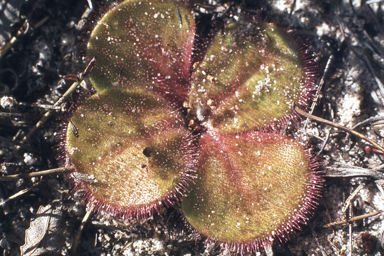 APII jpeg image of Eremophila interstans subsp. interstans,<br/>Drosera erythrorhiza  © contact APII