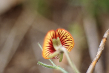 APII jpeg image of Stackhousia muricata,<br/>Isotropis cuneifolia subsp. cuneifolia  © contact APII