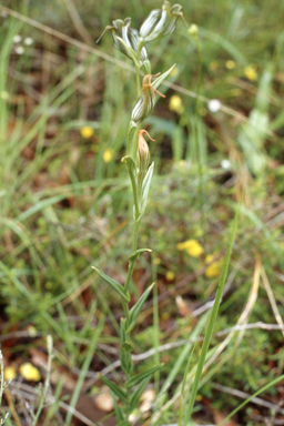 APII jpeg image of Verticordia helmsii,<br/>Pterostylis recurva  © contact APII