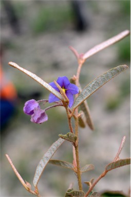 APII jpeg image of Keraudrenia corollata  © contact APII