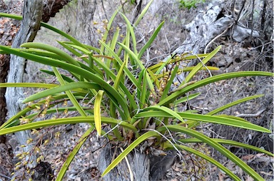 APII jpeg image of Cymbidium canaliculatum  © contact APII