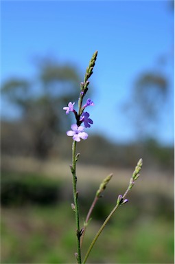 APII jpeg image of Verbena africana  © contact APII