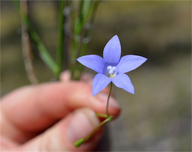 APII jpeg image of Wahlenbergia queenslandica  © contact APII