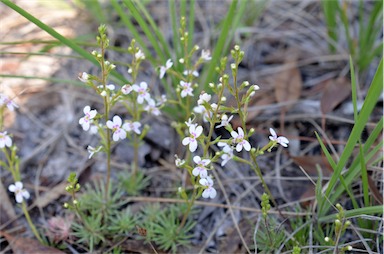 APII jpeg image of Stylidium eglandulosum  © contact APII