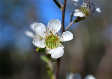 APII jpeg image of Leptospermum polygalifolium subsp. transmontanum  © contact APII