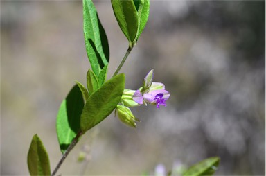 APII jpeg image of Polygala japonica  © contact APII