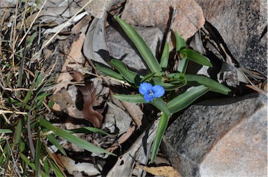 APII jpeg image of Commelina lanceolata  © contact APII