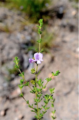 APII jpeg image of Prostanthera cryptandroides subsp. euphrasioides  © contact APII