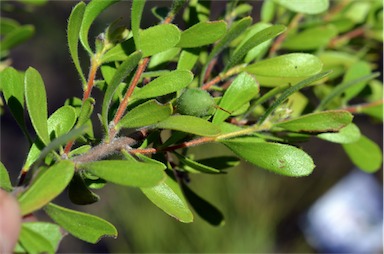 APII jpeg image of Persoonia sericea  © contact APII