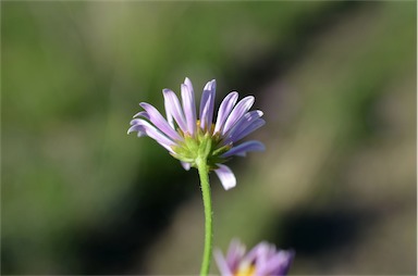 APII jpeg image of Calotis cuneata  © contact APII