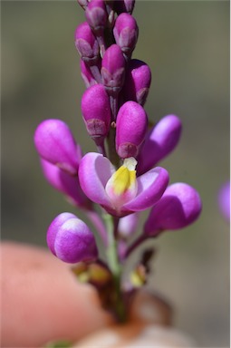 APII jpeg image of Comesperma sylvestre  © contact APII