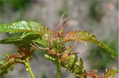 APII jpeg image of Adriana tomentosa var. tomentosa  © contact APII