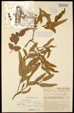APII jpeg image of Corymbia blakei subsp. blakei  © contact APII
