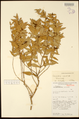 APII jpeg image of Corymbia candida subsp. candida  © contact APII