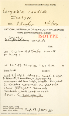 APII jpeg image of Corymbia candida subsp. candida  © contact APII